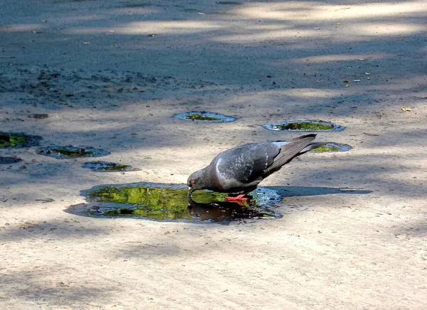 Pigeon gris dans le parc . — Photo