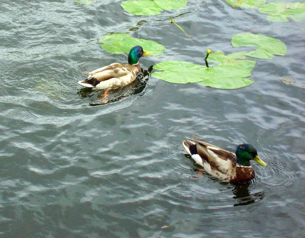 Wildenten auf dem Wasser. — Stockfoto