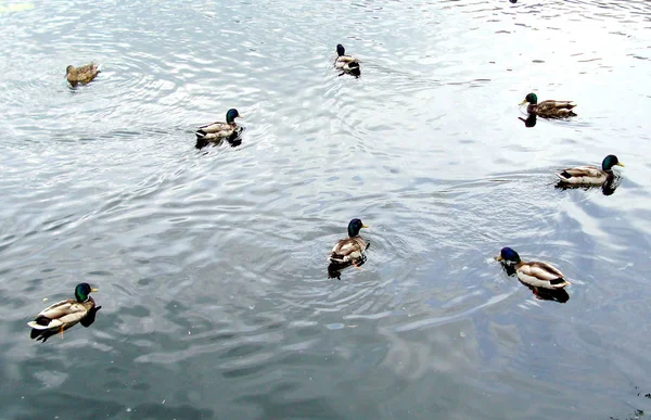 Wild ducks on the water. — Stock Photo, Image