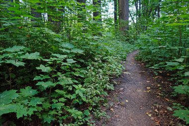 Şehir yaz Park yolundaki.