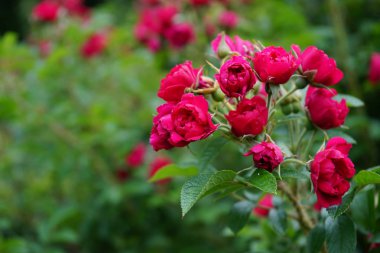 Yeşil bir arka plan üzerinde kırmızı gül.