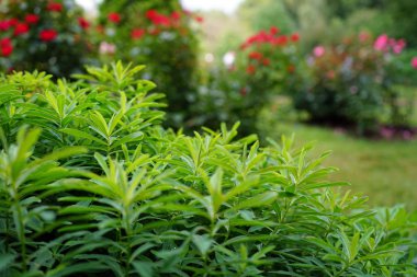 Çiçek açan bir şehir Bahçe zemin üzerine yeşil bitkiler.