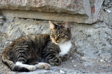 Bir taş duvar arka planda Gri çizgili kedi.