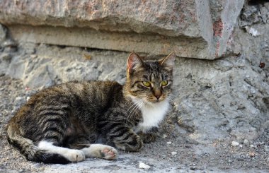 Bir taş duvar arka planda Gri çizgili kedi.