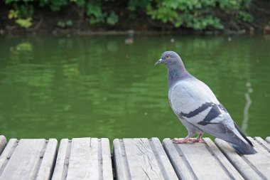Gri güvercin ahşap bir platform üzerinde duruyor ve su üzerinde bakıyor.