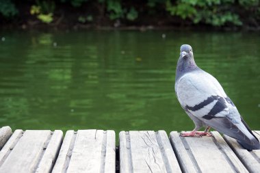 Gri güvercin ahşap bir platform üzerinde duruyor ve su üzerinde bakıyor.