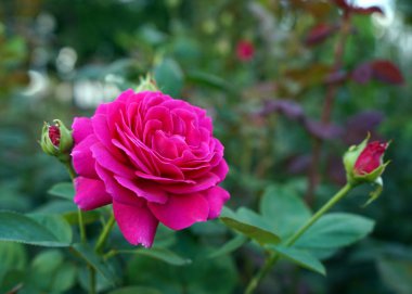 Pembe Gül çiçek açan şehir bahçede büyür.