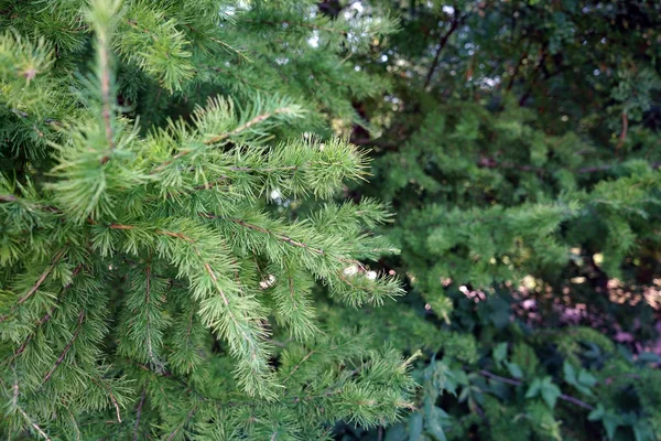 A young evergreen spruce in a dense forest. — Stock Photo, Image