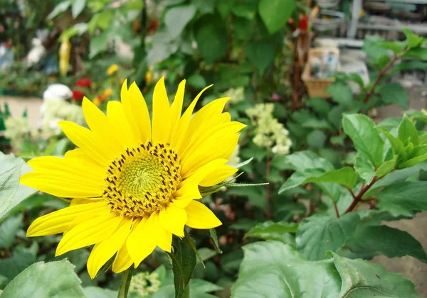 Flowering sunflower on a background of the summer garden. — Stock Photo, Image