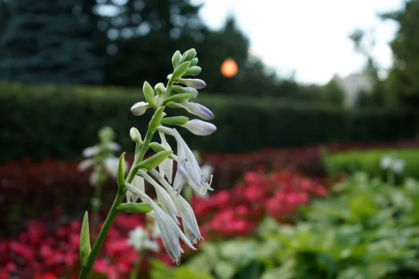 市公園の夕暮れ時フィールドのライラック色の花. — ストック写真