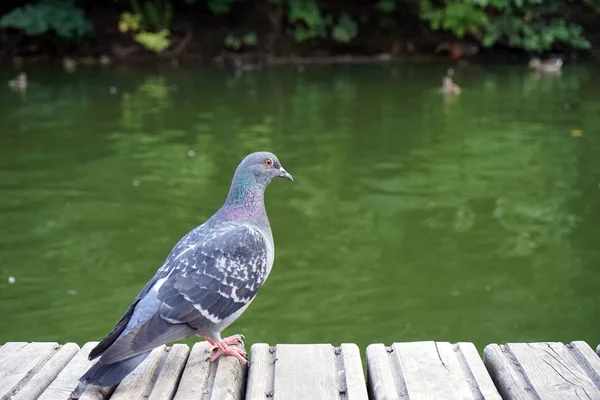 La colombe grise se tient sur une plate-forme en bois et regarde au-dessus de l'eau . — Photo