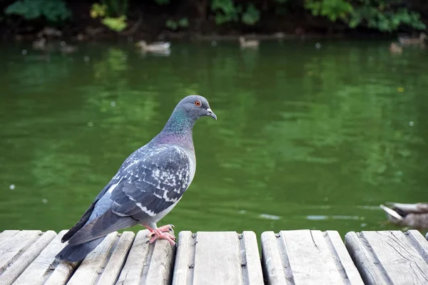 A pomba cinzenta fica em uma plataforma de madeira e olha para fora sobre a água . — Fotografia de Stock