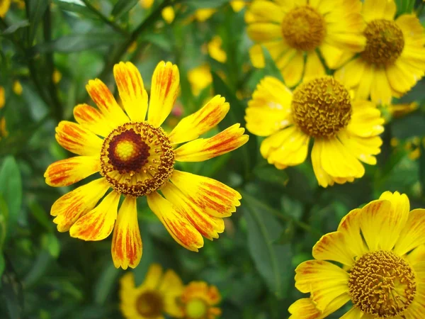 Giallo Helenium su sfondo verde . — Foto Stock