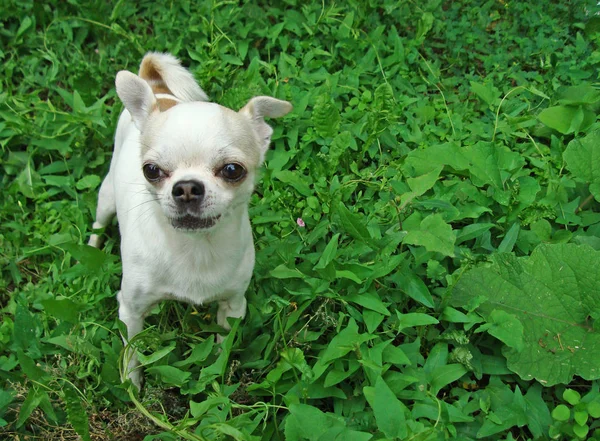 Egy kicsi kutya tenyészt Chihuahua. — Stock Fotó