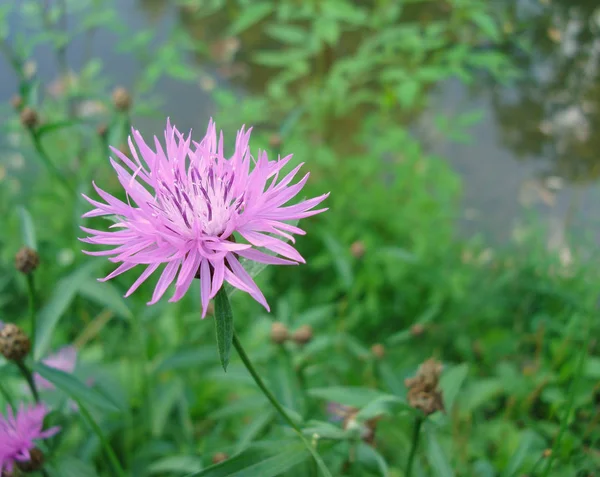 Lila květ chrpy sibiřský na macrophoto. — Stock fotografie