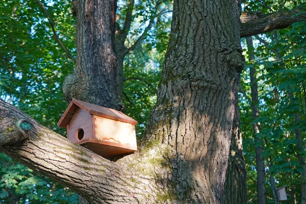 Huset för fåglar är inställd på en trädstam i parken. — Stockfoto