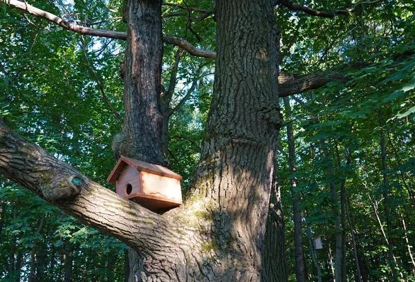 La casa para pájaros se encuentra en un tronco de árbol en el Parque . —  Fotos de Stock