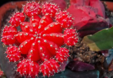 Tropikal kaktüs şehir Botanik Bahçesi.