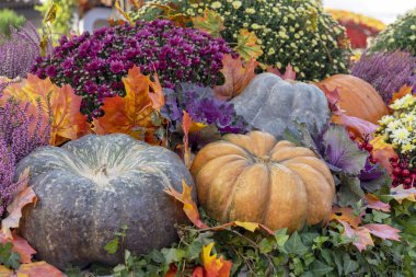 Kabaklar ve akçaağaç yaprakları sonbahar kompozisyonu.