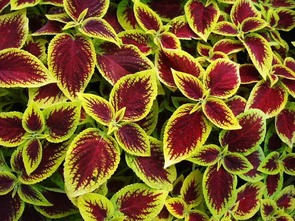 Coleus Kong bright and unusual ornamental plant. — Stock Photo, Image