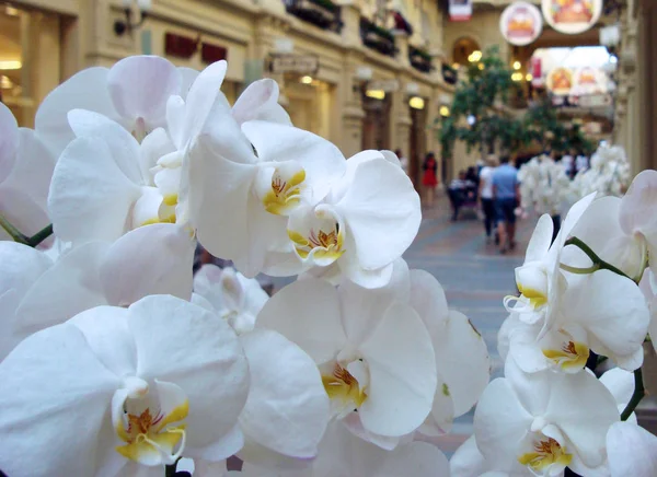 Цветы Белой Орхидеи на фоне большого торгового центра . — стоковое фото