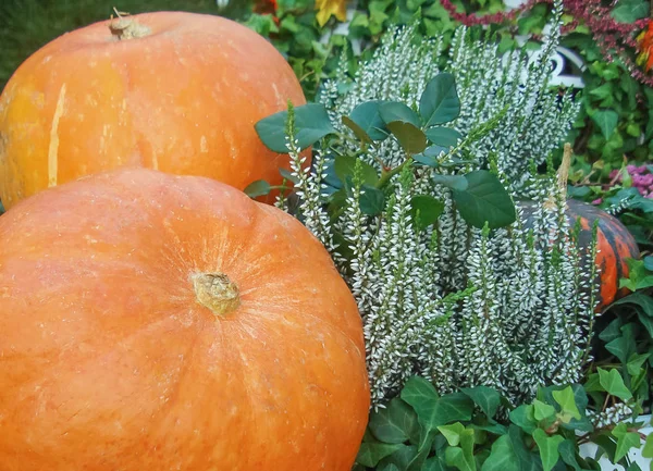 Zucche arancioni con fiori su sfondo verde . — Foto Stock