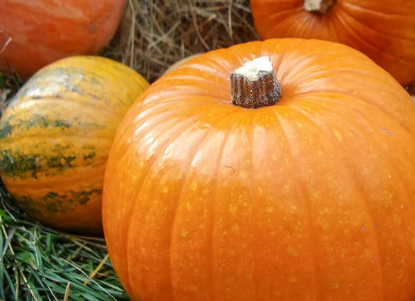 Composizione autunnale con zucche arancioni sull'erba . — Foto Stock