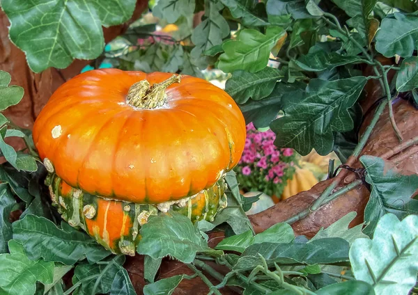 Zucca arancione decorativa nella forma di un fungo . — Foto Stock