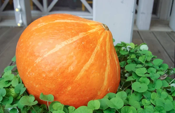Orange pumpkin on a green plants background. — Stock Photo, Image