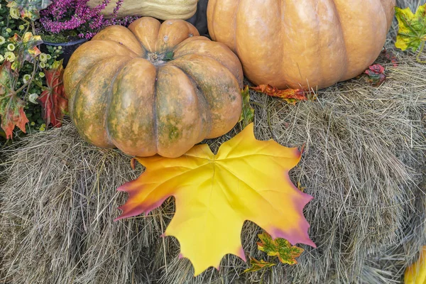Осенняя композиция с тыквами и кленовыми листьями . — стоковое фото