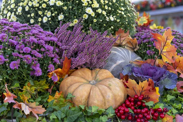 Sütőtök, őszirózsák, bogyók és juhar őszi összetétele levelek. — Stock Fotó
