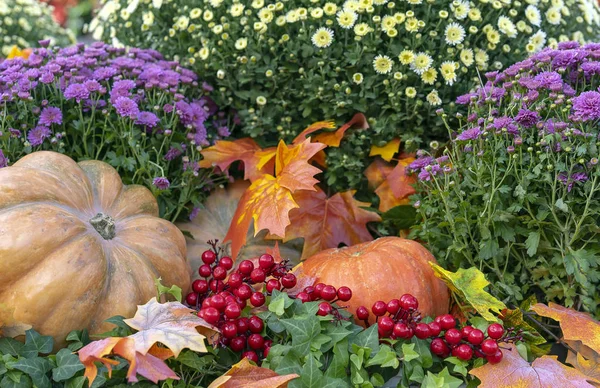 Autumn composition with pumpkins, asters, berries and maple leaves. — Stock Photo, Image