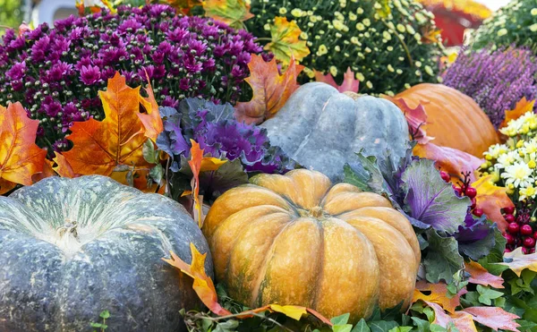 Autumn composition with different types of pumpkins. — Stock Photo, Image