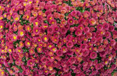 Kırmızı aster çiçekler çeşitli çiçek arka plan.