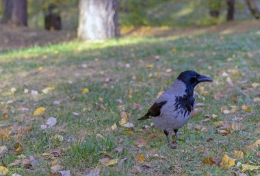 Karga çim ve Şehir Parkı içinde Sarı yapraklar arasında.
