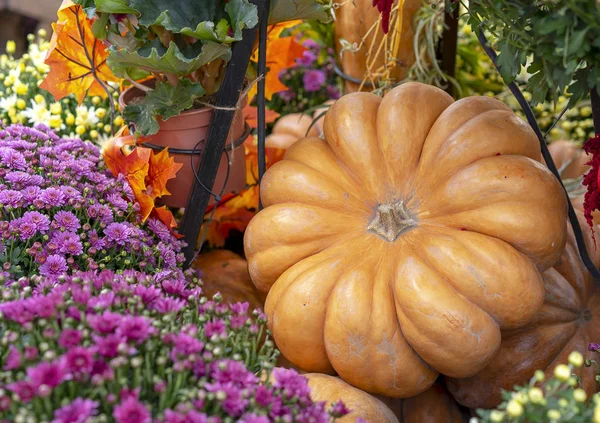 Sütőtök, őszirózsák és juhar levelei ősszel összetétele. — Stock Fotó