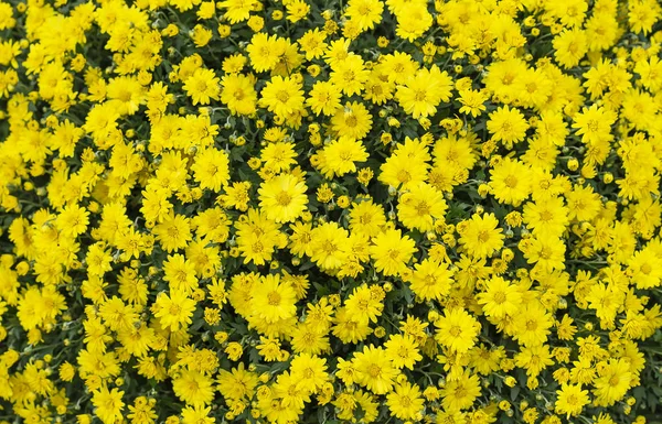 Floral background from a variety of yellow aster flowers. — Stock Photo, Image