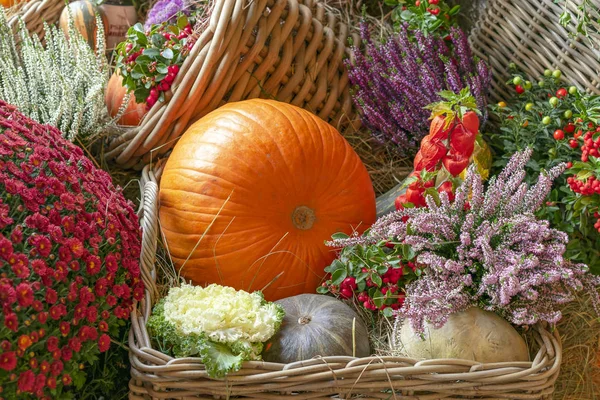 Pumpkins in rattan baskets on a background of flowers and berries. — Stock Photo, Image