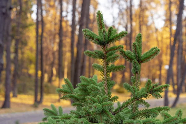 Green Christmas tree on the background of the autumn city park. — Stock Photo, Image