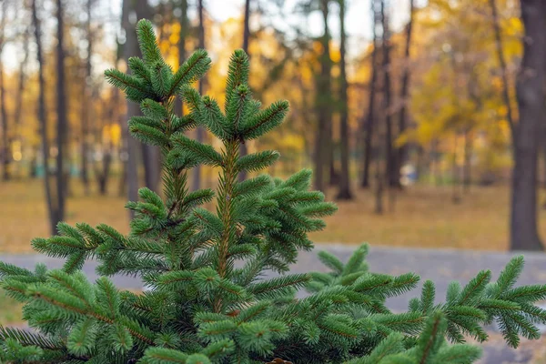 Zielone choinki na tle parku miejskiego jesień. — Zdjęcie stockowe