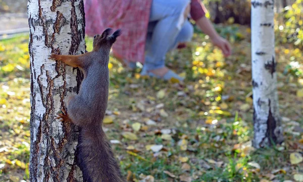 Uno scoiattolo curioso su un albero guarda la gente . — Foto Stock