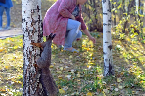 Uno scoiattolo curioso su un albero guarda la gente . — Foto Stock