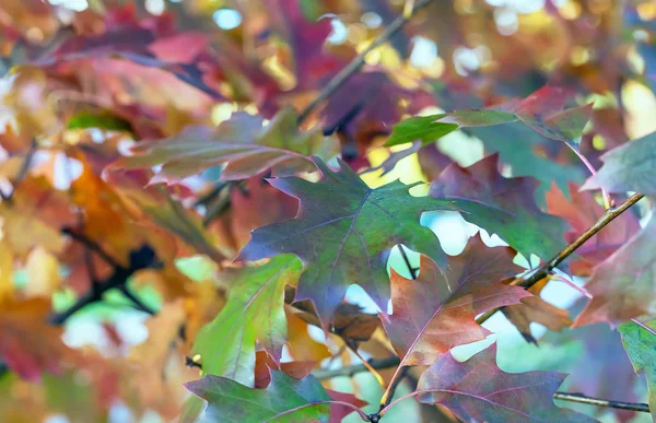 Foglie luminose di acero nel parco cittadino autunnale . — Foto Stock