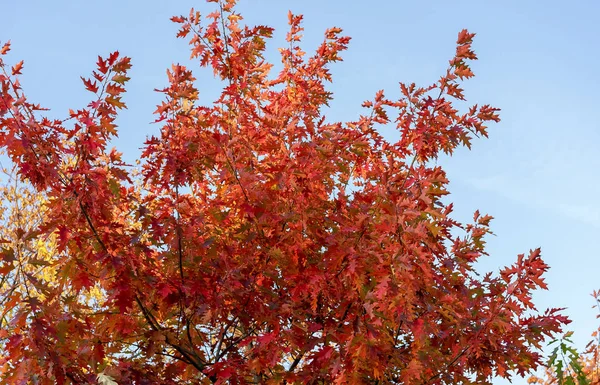 Alberi autunnali con foglie rosse e gialle . — Foto Stock