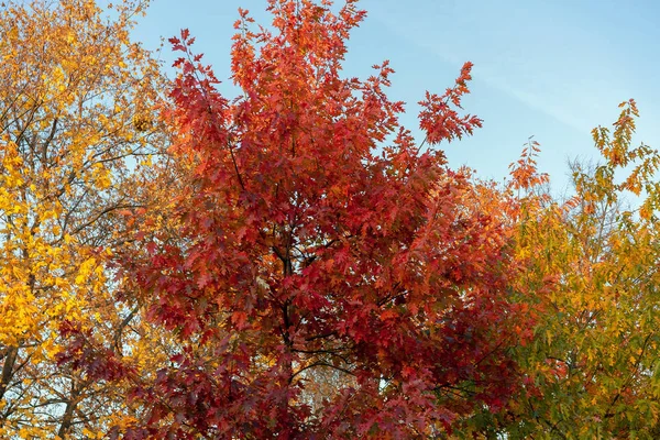 Alberi autunnali con foglie rosse e gialle . — Foto Stock