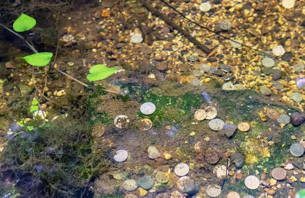 Münzen liegen auf dem Grund des Sees im Stadtpark. — Stockfoto