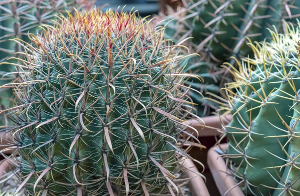 Cactus tropicales en el jardín botánico de la ciudad . —  Fotos de Stock