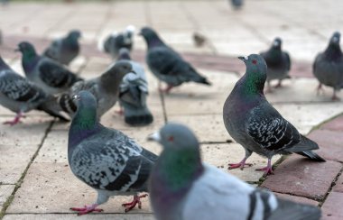 Grup gri güvercin bir Şehir Parkı.