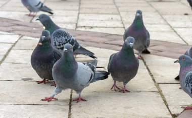 Grup gri güvercin bir Şehir Parkı.
