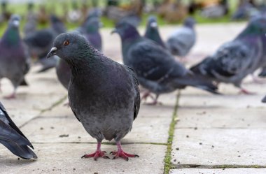 Komik gri bir şehir parkında güvercin.